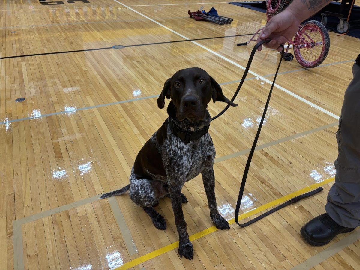 Nitro patrolling in the gym