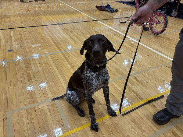 Nitro patrolling in the gym